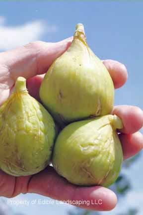 Fig Conadria 3 fruits
